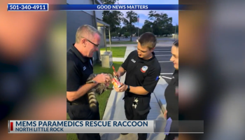 Raccoon rescued from soup can by MEMS